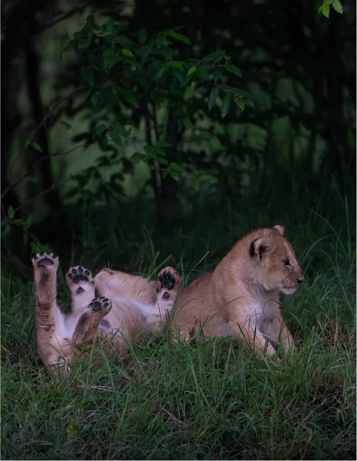 Two lion cubs resting in long grass