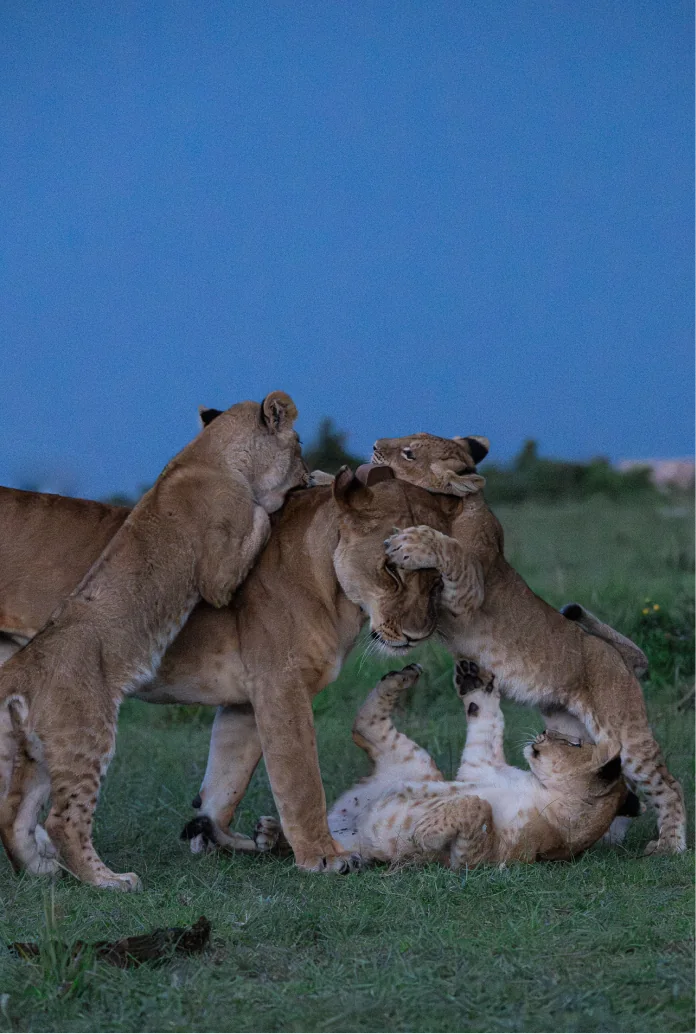 Lion cubs playing together on a hillside under a blue sky