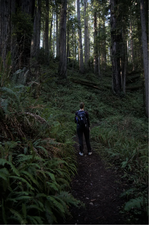 A hiker on a narrow trail through a fern-covered forest