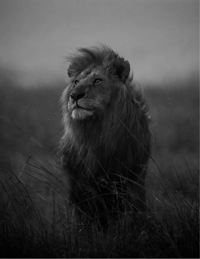 A lion standing in tall grass, in black and white