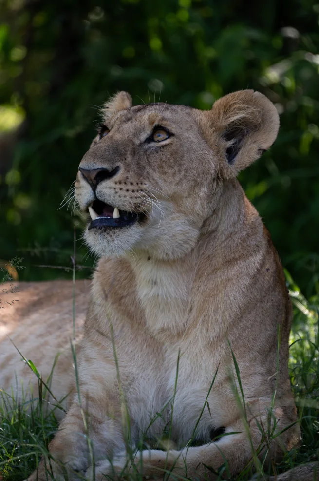 A lioness lying in bright green grass